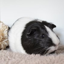 cavia 230625 7b.JPG