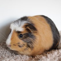 cavia 230625 8a.JPG