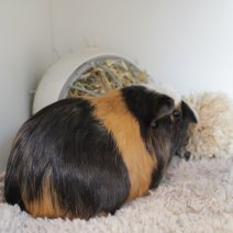 cavia 230625 8b.JPG