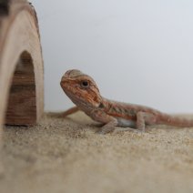 baardagame baby 1 230625 2.JPG