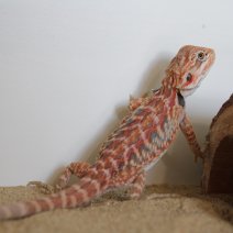 baardagame baby 2 230625 2.JPG