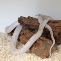 korenslang hypo peter piedsided 230625 1.JPG