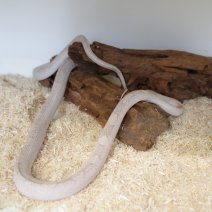 korenslang hypo peter piedsided 230625 2.JPG