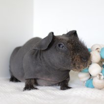 skinny cavia 230625 .JPG