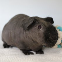 skinny cavia 230625 2.JPG