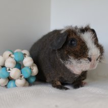 skinny cavia 230625 3.JPG