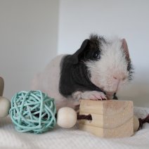 skinny cavia 230625 4a.JPG