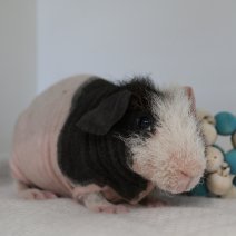 skinny cavia 230625 4b.JPG