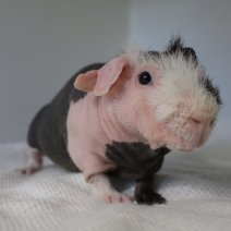 skinny cavia 230625 5.JPG