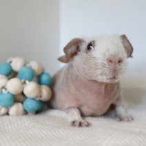 skinny cavia 230625 6a.JPG