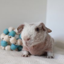 skinny cavia 230625 6b.JPG