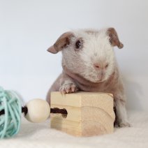 skinny cavia 230625 6c.JPG