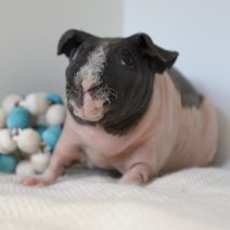 skinny cavia 230625 7a.JPG