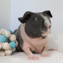 skinny cavia 230625 7b.JPG