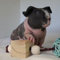 skinny cavia 230625 7c.JPG