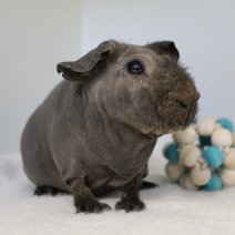 skinny cavia 230625 8a.JPG
