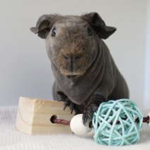 skinny cavia 230625 8b.JPG