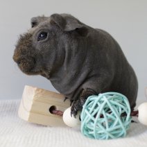 skinny cavia 230625 8c.JPG