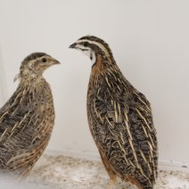 harlekijnkwartel 230625 1.JPG