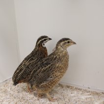 harlekijnkwartel 230625 2.JPG