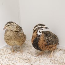 harlekijnkwartel 230625 4.JPG