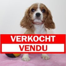 cavalier king charles 070425 F (BE6629) verkocht.jpg