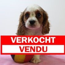 cavalier king charles 010425 F (BE6666) verkocht.jpg