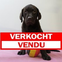 labrador 020325 F (BE7612) verkocht.jpg