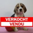 beagle 090425 F (BE6548) verkocht.jpg