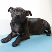 Staffordshire Bull Terrier