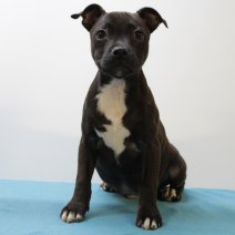 Engelse Staffordshire-bullterrier 170225 M( FR8996) 200625.JPG