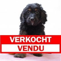 Cockapoo F 020425 (BE6924) 200625 Verkocht - Vendu.jpg