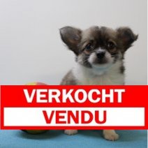 Chihuahua M 170425 (BE6867) 200625 Verkocht - Vendu.jpg