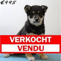 Shiba Inu 040125 M(HU9671) 230425 Verkocht - Vendu.jpg