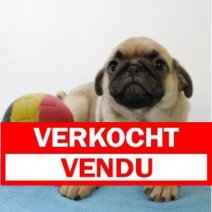Mops M 060425 (BE5192) 110625 Verkocht - Vendu.jpg