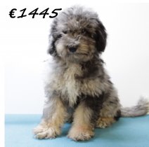 Aussiedoodle M 280225 (HU1223) 250625.JPG