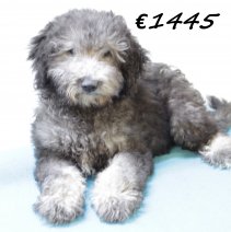 Aussiedoodle M 280225 (HU1224) 250625.JPG
