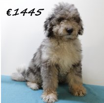 Aussiedoodle M 280225 (HU1226) 250625.JPG