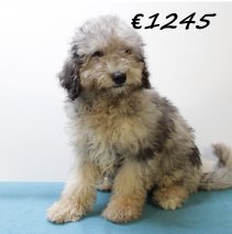 Aussiedoodle M 280225 (HU1227) 250625.JPG