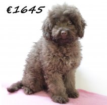 Aussiedoodle M 280225 (HU1228) 250625.JPG