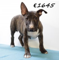 Bull Terrier M 280225 (HU1243) 250625.JPG