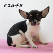 Chihuahua V 030325 (HU1229) 250625.JPG