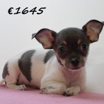 Chihuahua V 030325 (HU1230) 250625.JPG