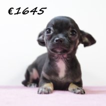 Chihuahua V 030325 (HU1231) 250625.JPG