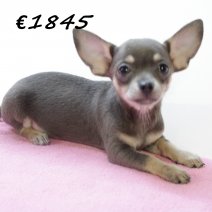 Chihuahua V 030325 (HU1232) 250625.JPG