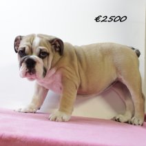 Engelse Bulldog F 060325 (HU1295) 250625.JPG