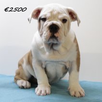 Engelse Bulldog M 060325 (HU1293) 250625.JPG
