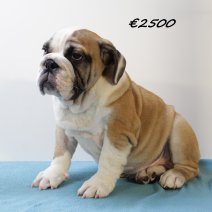 Engelse Bulldog M 060325 (HU1294) 250625.JPG