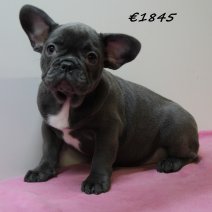 Franse Bulldog F 100325 (HU1301) 250625.JPG