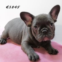 Franse Bulldog F 100325 (HU1302) 250625.JPG